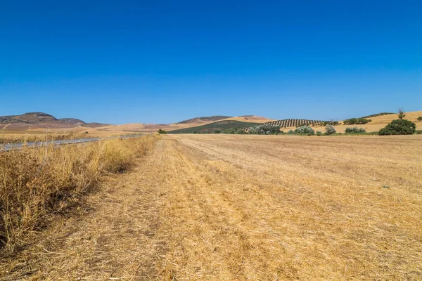 Landschaft Des Naturparks Sierra Grazalema Provinz Cadiz Malaga Andalusien Spanien — Stockfoto