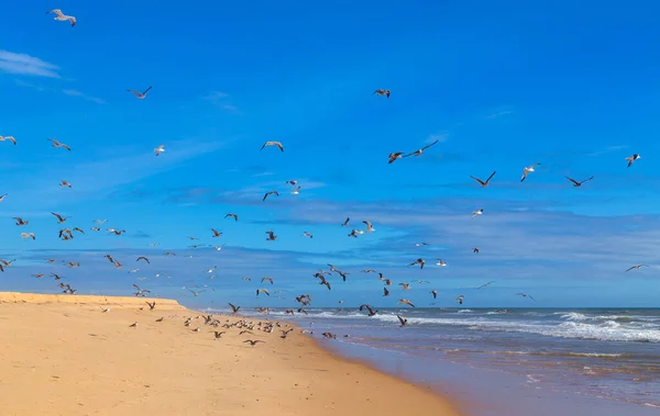 Пустой Пляж Албуфейре Пляж Является Частью Знаменитого Туристического Региона Алгарве — стоковое фото