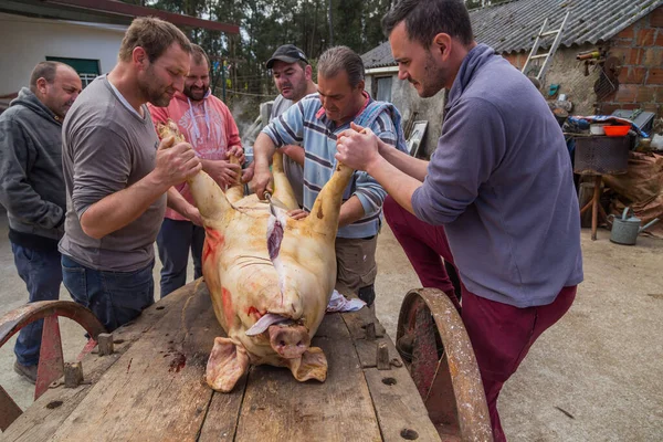Paredes Coura Portugal Carnicero Mató Cerdo Por Una Ceremonia Tradicional — Foto de Stock
