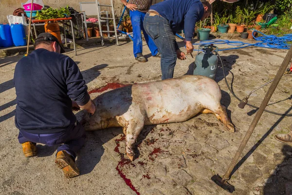 Paredes Coura Portugal Marzo 2022 Carnicero Mató Cerdo Por Una — Foto de Stock