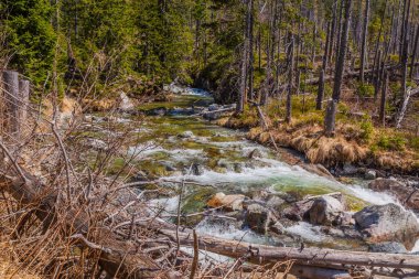 Yüksek Tatras dağlarında akarsu, Karpatya, Slovakya