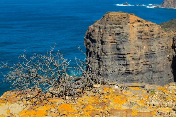 Klify Zachodnim Wybrzeżu Algarve Niedaleko Sagres Portugalia Skup Się Gałęziach — Zdjęcie stockowe