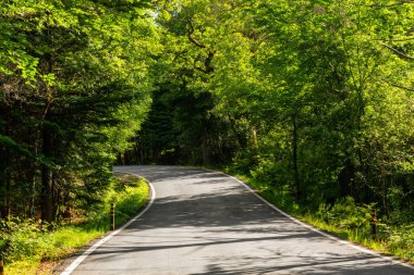 Spring landscape with road and beautiful trees, in Geres, portuguese national Park. North of Portugal