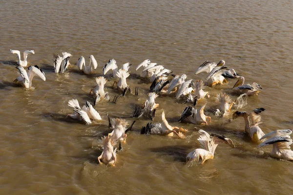 Pelicans Djoudi National Park Reserve Senegal — Stockfoto
