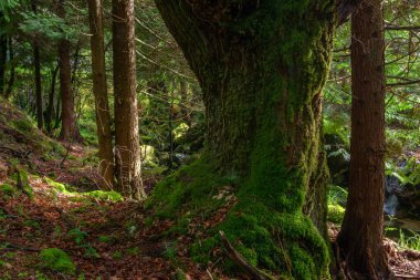 Geres, Portekiz Ulusal Parkı 'ndaki ağaçların üzerindeki yosun.