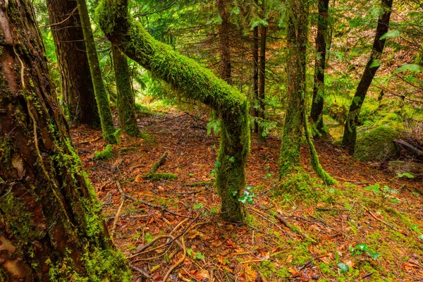 Moss Trees Woods Geres Portuguese National Park — Stock Photo, Image