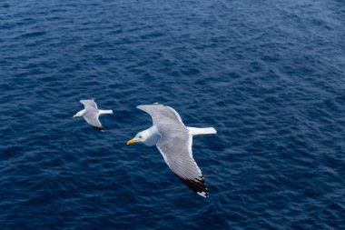 European herring gulls, seagulls, Larus argentatus flying in the summer along the shores of Aegean sea near Athens, Greece