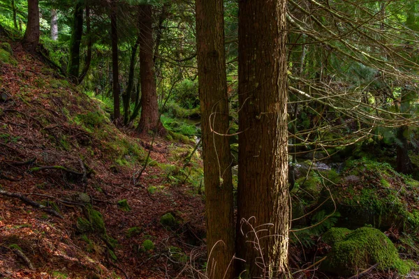 Mech Drzewach Lesie Geres Portugalski Park Narodowy — Zdjęcie stockowe