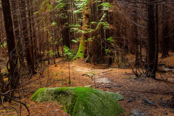 Mousse Sur Les Arbres Dans Les Bois Geres Parc National — Photo