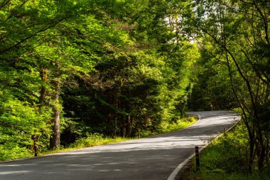 Geres, Portekiz Milli Parkı 'nda yolları ve güzel ağaçları olan bahar manzarası. Portekiz 'in kuzeyi