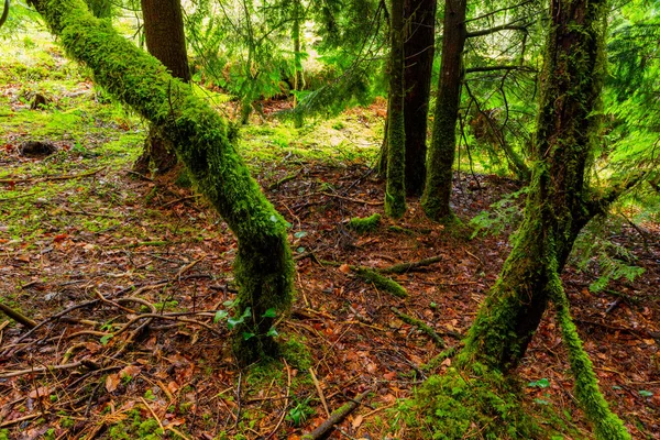 Moss Trees Woods Geres Portuguese National Park — Stockfoto