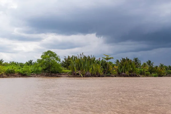 Mangroves Palmiers Dans Delta Mékong Vietnam Asie — Photo