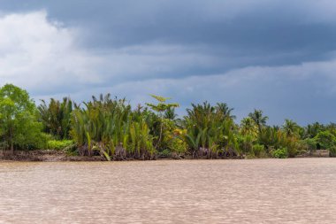 Mekong Nehri, Vietnam, Asya deltasındaki Mangrove ağaçları ve palmiye yaprakları