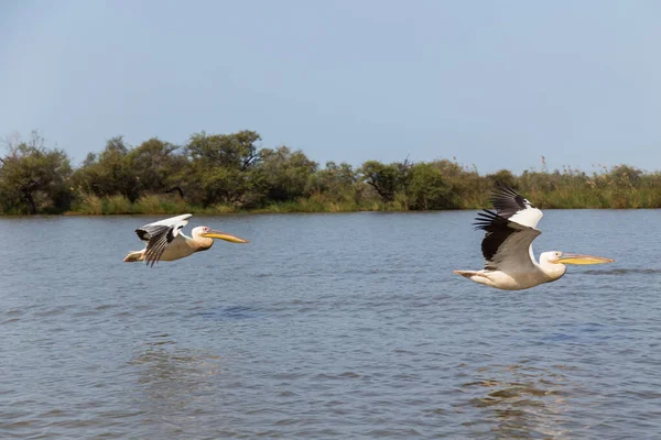 Pelicans Djoudi National Park Reserve Senegal — Fotografia de Stock