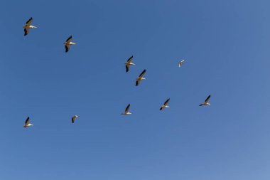 Flock of flying pelicans on blue sky. Its a Pink-backed pelican , Pelecanus rufescens in Djoudj national park, Senegal. It is bird sanctuary in Africa.