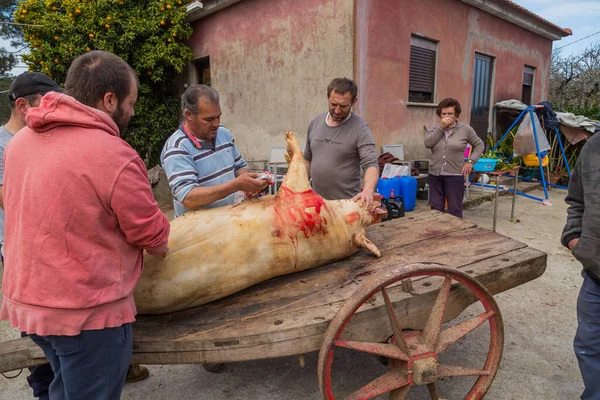 Paredes Coura Portugalsko Řezník Zabil Prase Pro Starý Tradiční Obřad — Stock fotografie