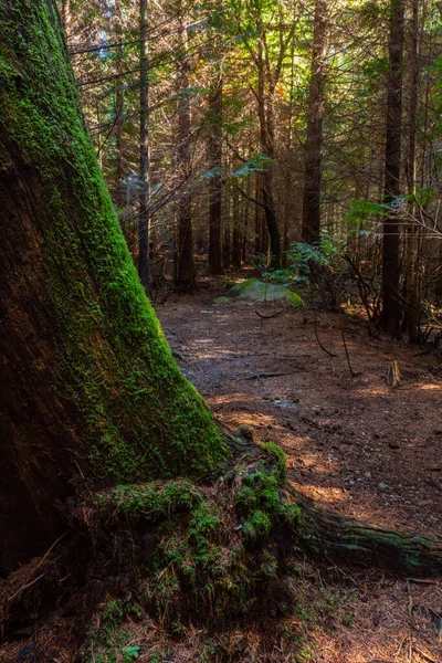 Мох Деревьях Лесу Джересе Португальский Национальный Парк — стоковое фото
