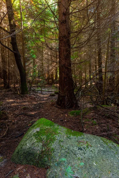 Moss Trees Woods Geres Portuguese National Park — Stockfoto