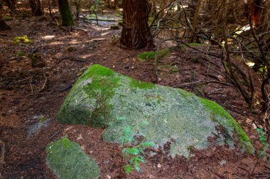 Geres, Portekiz Ulusal Parkı 'ndaki ağaçların üzerindeki yosun.