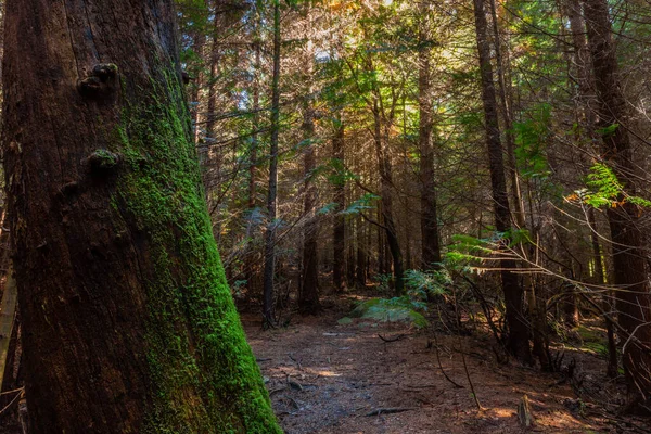 Moss Trees Woods Geres Portuguese National Park — Fotografia de Stock