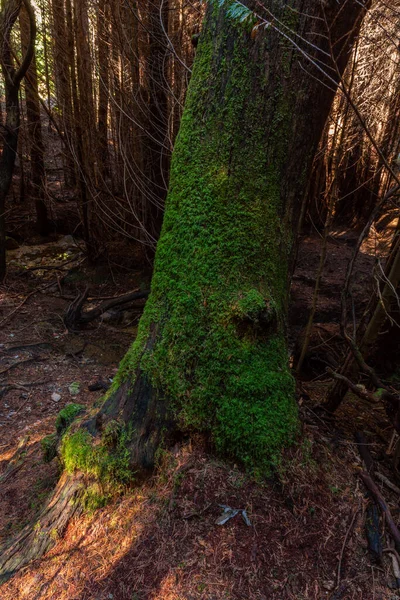Moss Trees Woods Geres Portuguese National Park — Stock Photo, Image