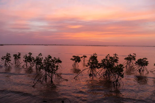 Západ Slunce Deltě Sinai Salúmu Senegal — Stock fotografie