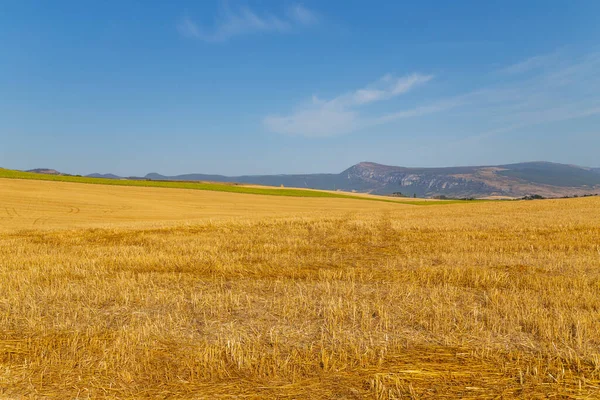 Vista Campo Cultivo Norte Espanha — Fotografia de Stock