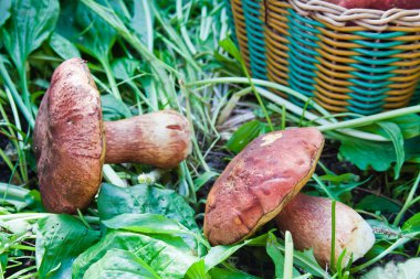 yenilebilir mantar orman orman kenarında bulunmaktadır.