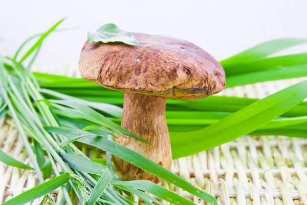 Duże grzyby jadalne na powierzchni koralowy z zielonej trawie — Zdjęcie stockowe