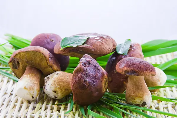Pequeno grupo cogumelo comestível na superfície wattled com um verde — Fotografia de Stock
