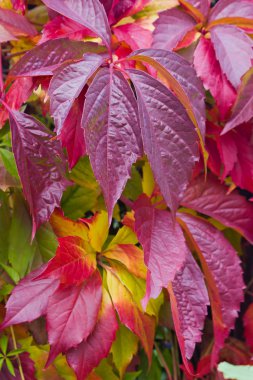 asma, parlak sonbahar yaprakları