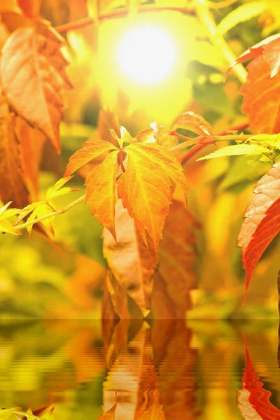 Helles Herbstlaub der Reben — Stockfoto