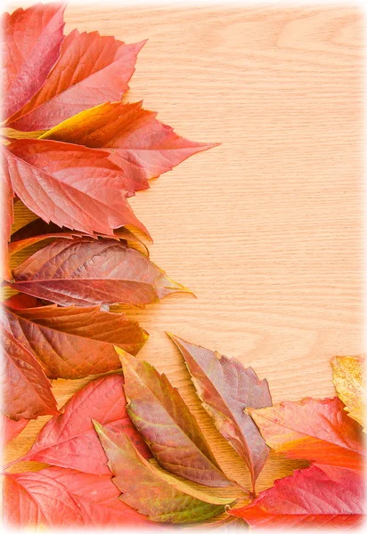 Background from the autumn leaves of wild grapes — Stock Photo, Image