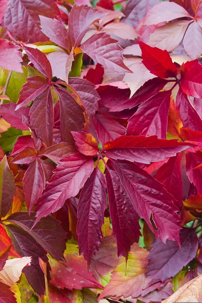 Bright autumn foliage of vine — Stock Photo, Image