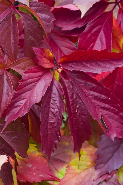 Bright autumn foliage of vine — Stock Photo, Image