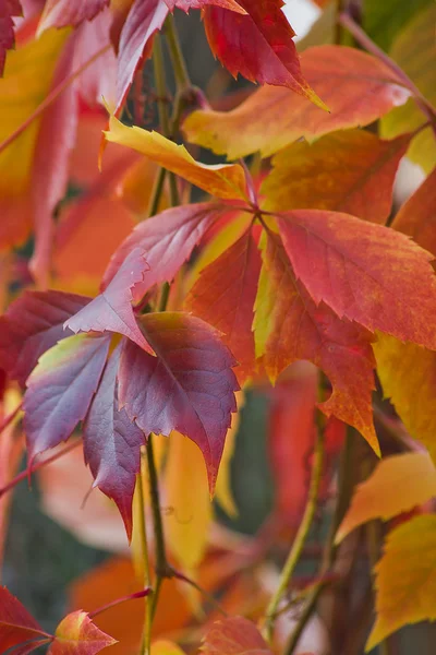 Bright autumn foliage of vine — Stock Photo, Image