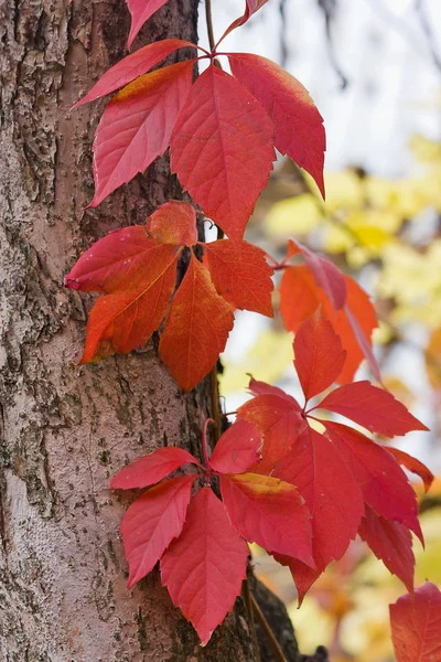 Bright autumn foliage of vine — Stock Photo, Image