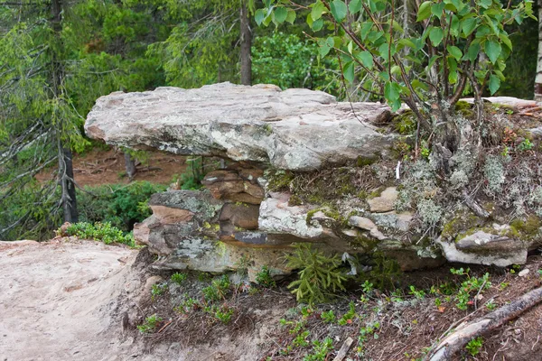 Piedra en el campo cerca de árboles verdes — Foto de Stock