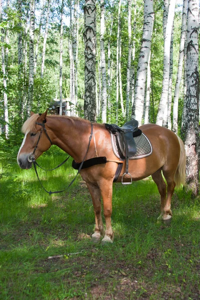 A horse is by a canicular day in a birchwood — Stock Photo, Image