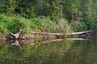 eski nehir içinde ağaçlar Kuru