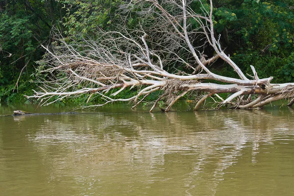 Viejos árboles secos en el río —  Fotos de Stock