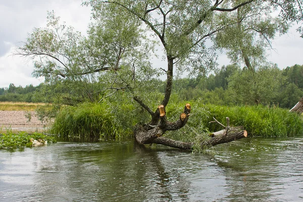 Piękny letni krajobraz nad rzeką — Zdjęcie stockowe