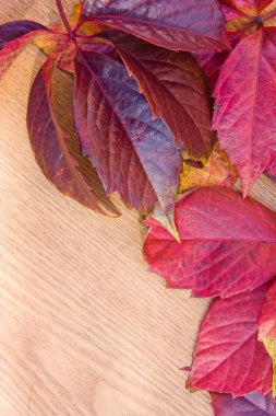 Vahşi üzümlerin sonbahar yapraklarından