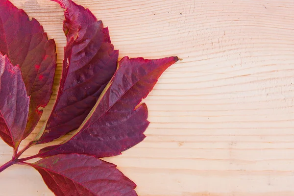 Hintergrund aus den Herbstblättern der wilden Trauben — Stockfoto