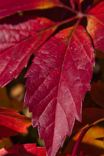 Bright autumn foliage of vine — Stock Photo, Image