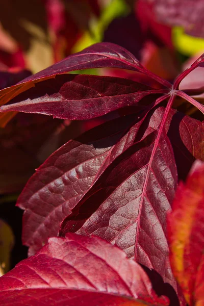 Bright autumn foliage of vine — Stock Photo, Image