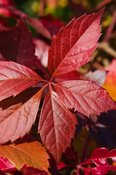 Bright autumn foliage of vine — Stock Photo, Image