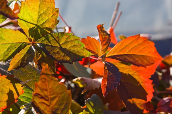 明亮的红叶的葡萄藤 — 图库照片