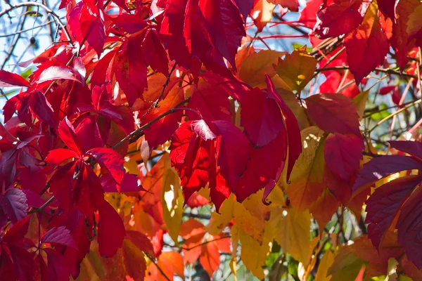 Bright autumn foliage of vine — Stock Photo, Image