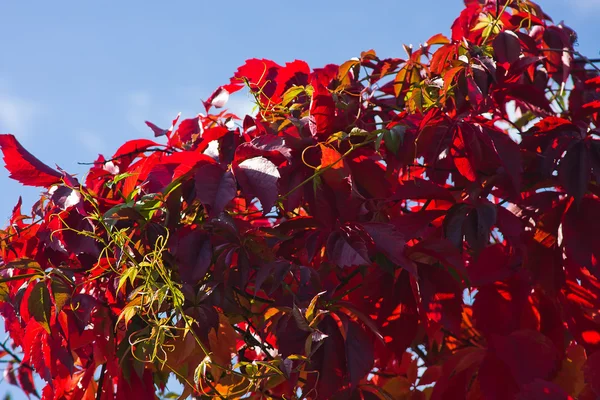 Bright autumn foliage of vine — Stock Photo, Image